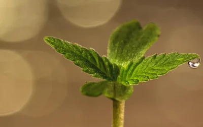 Cannabis-Legalisierung – Die neuen Eckpunkte